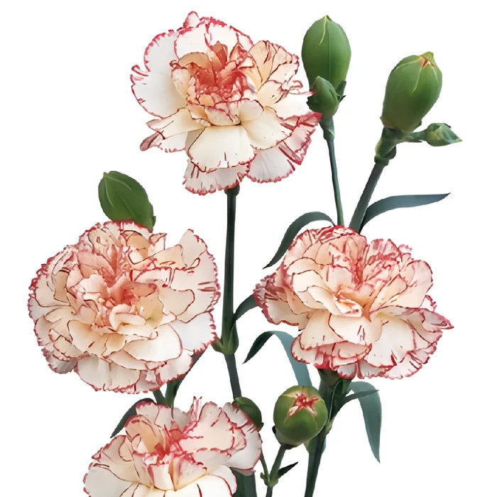 Peppermint Mini Carnation Flowers Up Close