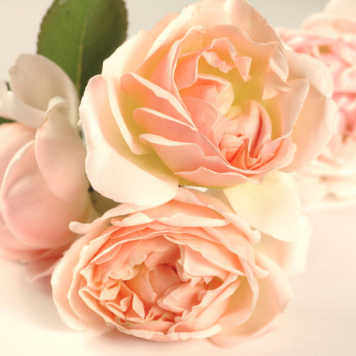 Sweet Bay Rose - EO & FO Blend 604