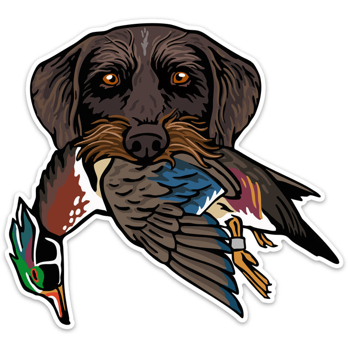 Drahthaar with a Wood Duck