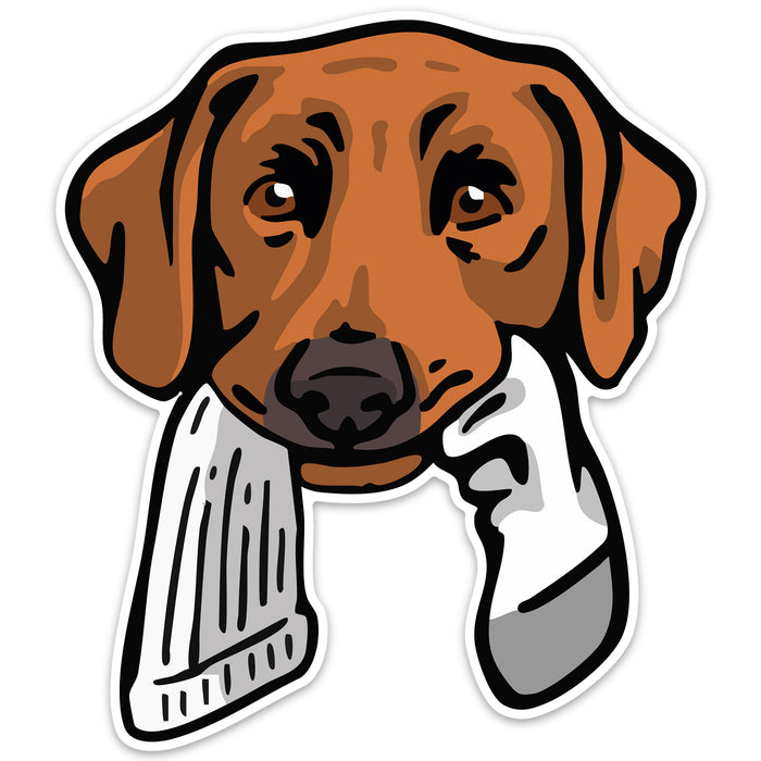 Red Lab with a Sock