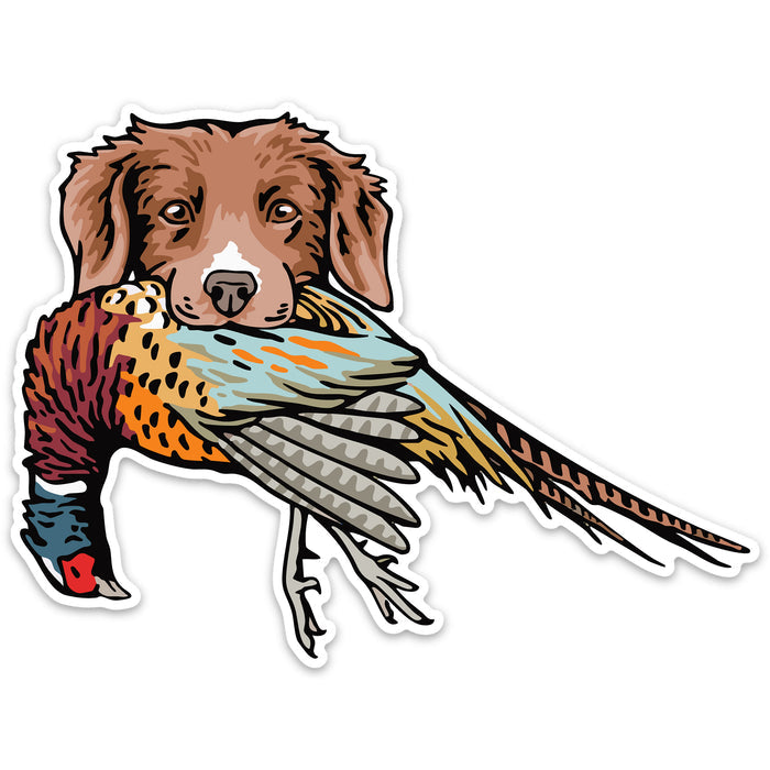 |Duck Toller with a Pheasant