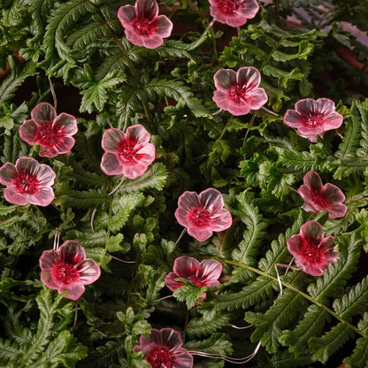 C20-FLOWER3_V3.jpg