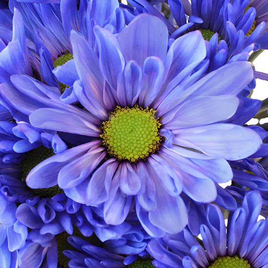 Blueberry Daisy Flower Tinted