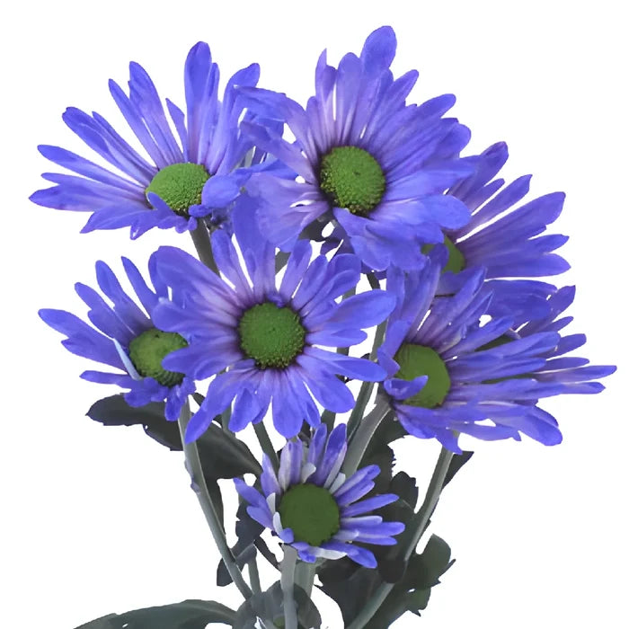 Blueberry Daisy Flower Tinted