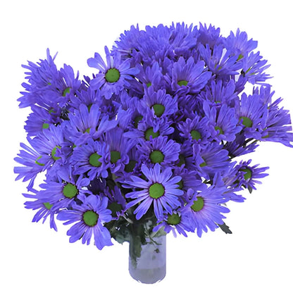 Blueberry Daisy Flower Tinted