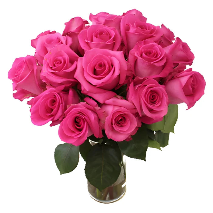 Cotton Candy Hot Pink Rose