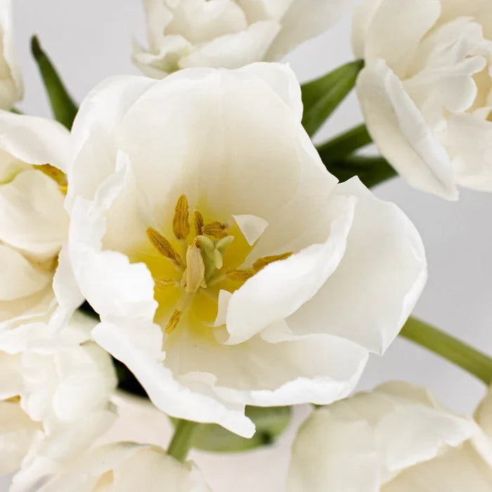 Casablanca Cream Double Tulip Wholesale Flower Up close