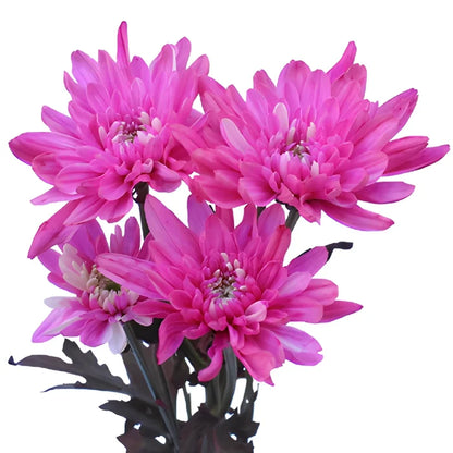 Electric Pink Tinted Flower