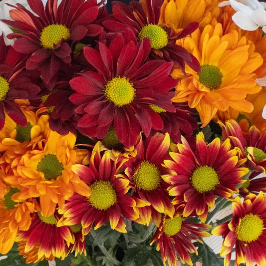 Fall Daisy Assorted Colors Flower Close Up - Image
