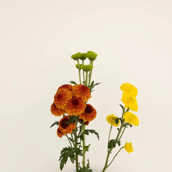 Fall Mini Button Pom Assorted Colors Flower Stem - Image