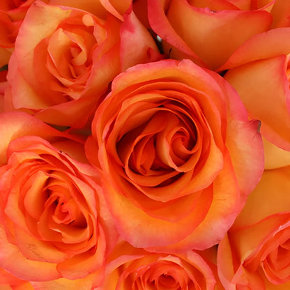 Flaming Encanto Rose