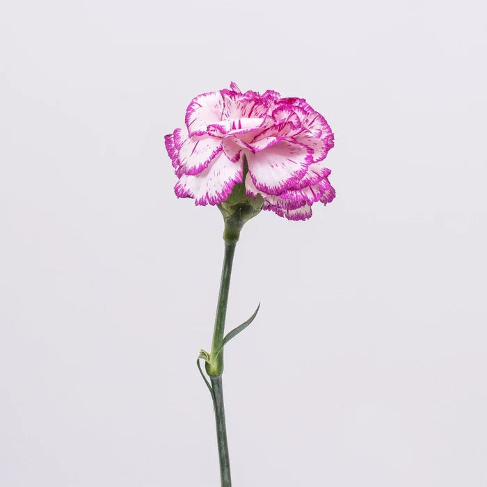 Fuchsia Pink and White Flower Stem