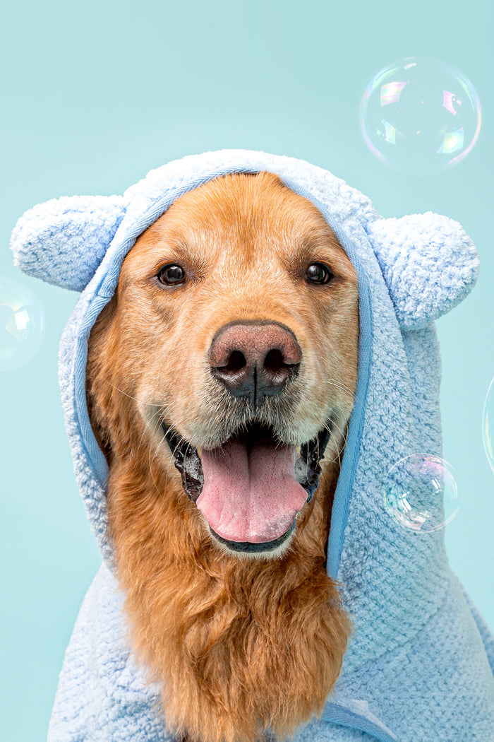 dog wearing towel ready for bath time and clean pet products