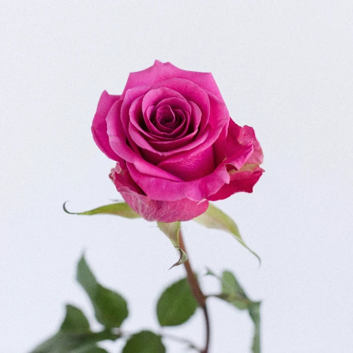 Breezer Down The Aisle Rose Stem - Image