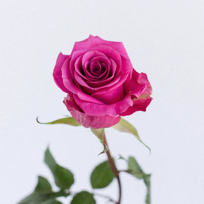 Breezer Down The Aisle Rose Stem - Image