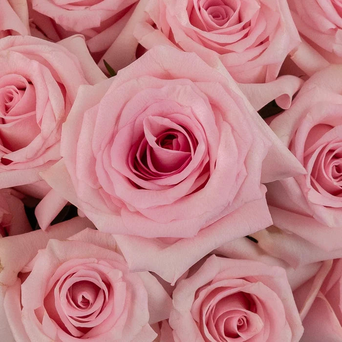 First Light Pink Rose Close Up - Image