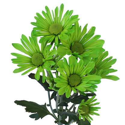 Lime Green Daisy Flower Tinted