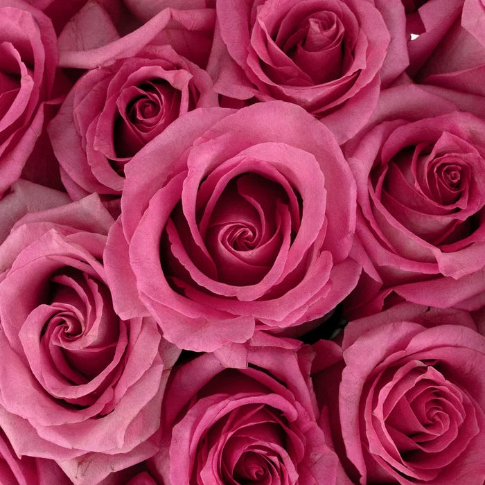 Marry Me Pink Rose Close Up - Image