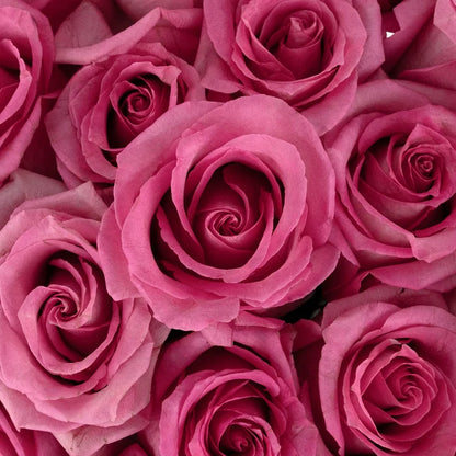 Marry Me Pink Rose Close Up - Image