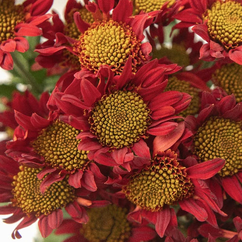 Old Maroon Giant Eye Daisy Close Up - Image