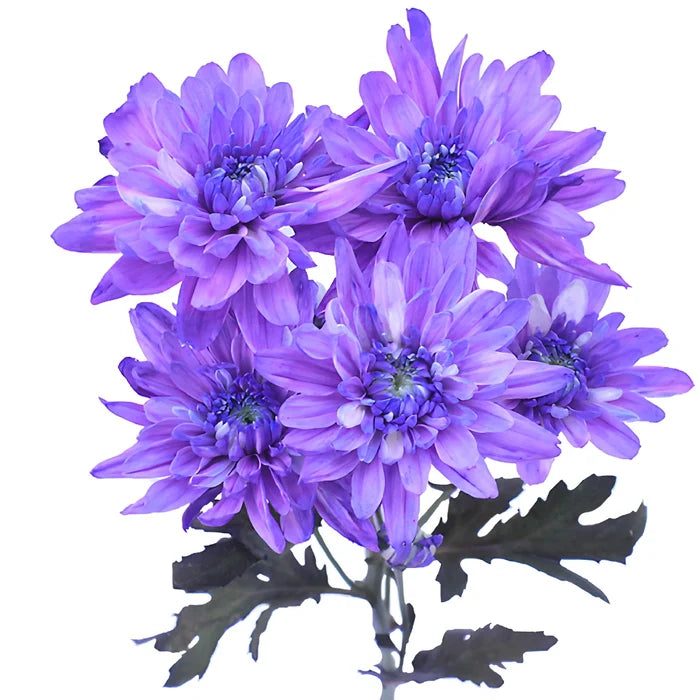 Pastel Purple Tinted Flower