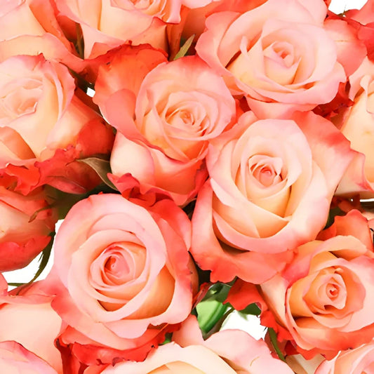 Peach Cobbler Sweetheart Roses
