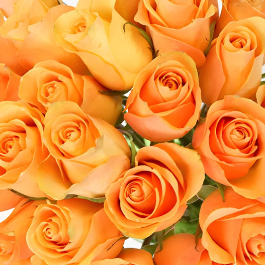 Peach Sweetheart Roses