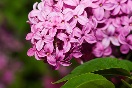 Pink Lilac & Willow Fragrance Oil 15984