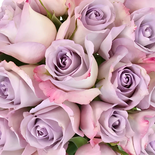 Purple Haze Sweetheart Rose