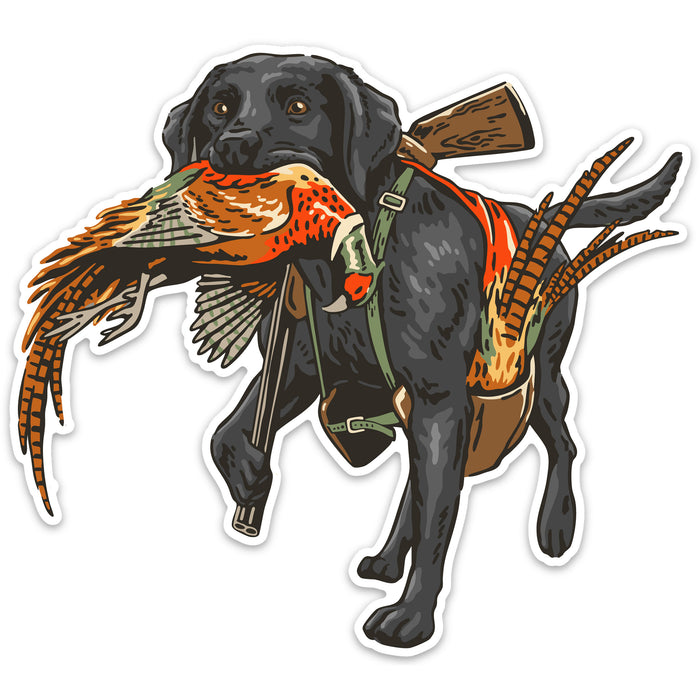 |Black Labrador Retriever
