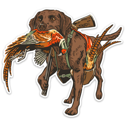 |Chocolate Labrador Retriever
