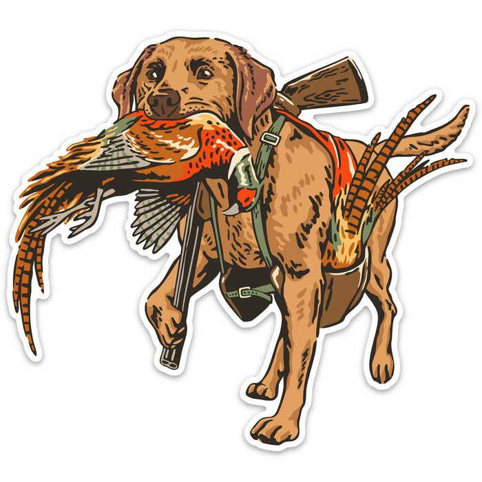 |Red Labrador Retriever