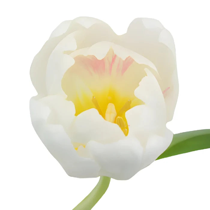 Russian White Fresh Tulips