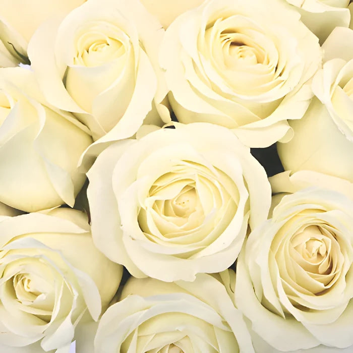 Soft White Sweetheart Roses