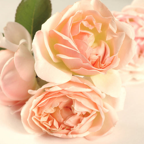 Sweet Bay Rose - EO & FO Blend 604