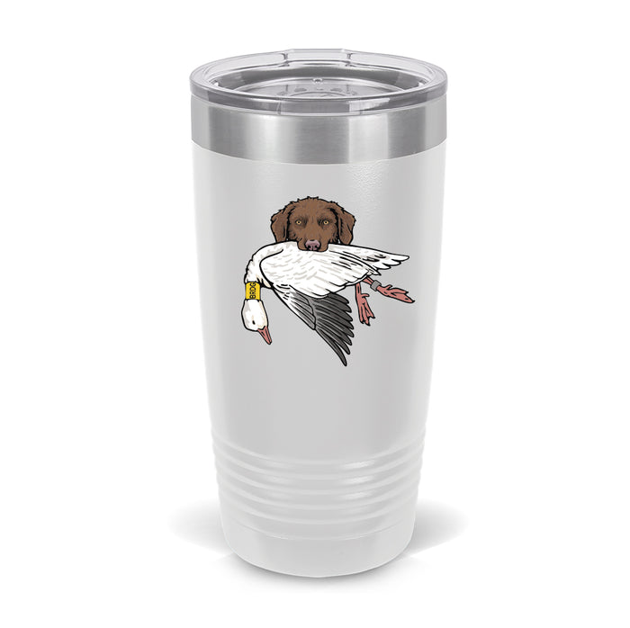 Brown Chessie with a Snow Goose / White