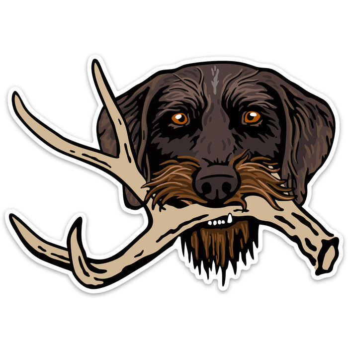 |Drahthaar with a Shed Antler
