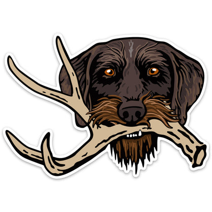 |Drahthaar with a Shed Antler