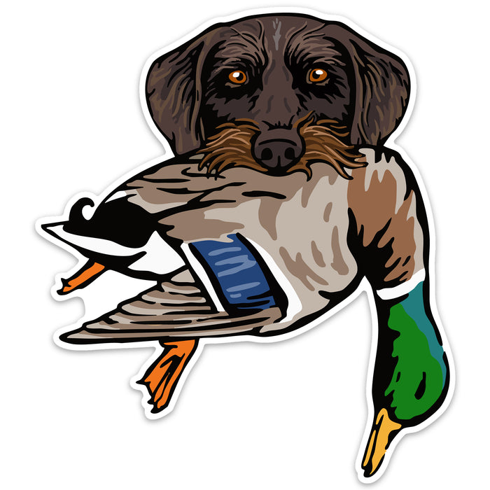 |Drahthaar with a Mallard