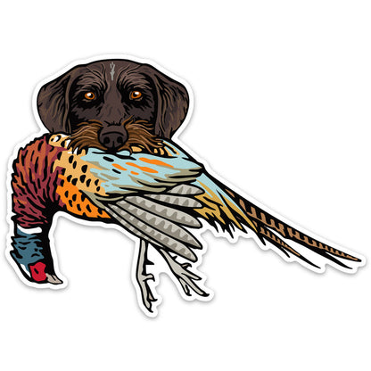 |Drahthaar with a Pheasant