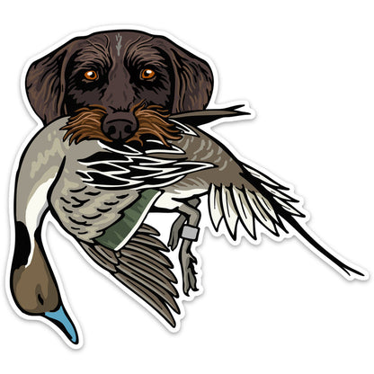 |Drahthaar with a Pintail
