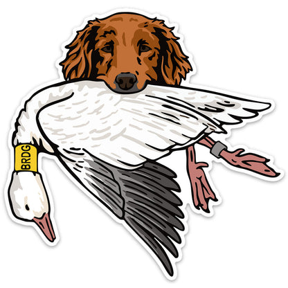 |Golden Retriever with a Snow Goose