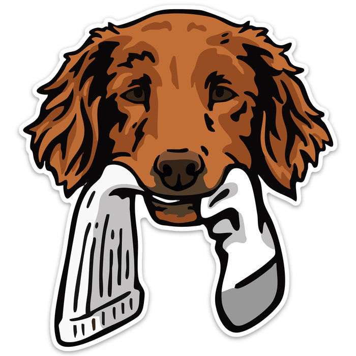 |Golden Retriever with a Sock