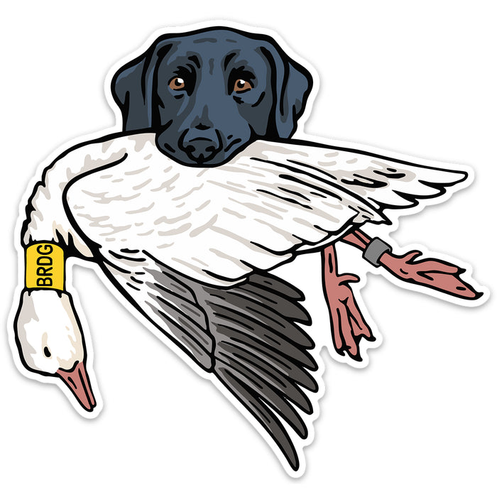 Black Lab with a Snow Goose