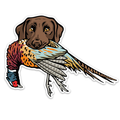 Chocolate Lab with a Pheasant