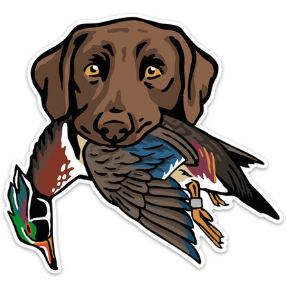 Chocolate Lab with a Wood Duck