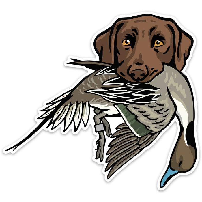 Chocolate Lab with a Pintail