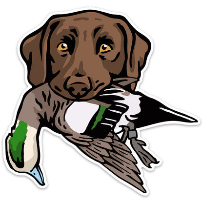 Chocolate Lab with a Wigeon
