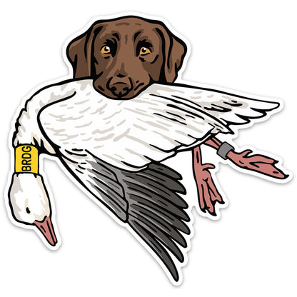 Chocolate Lab with a Snow Goose