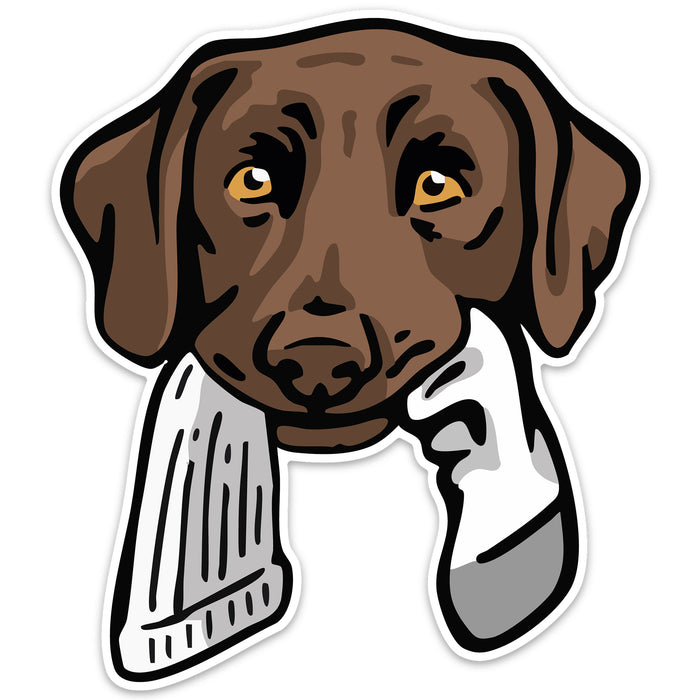Chocolate Lab with a Sock